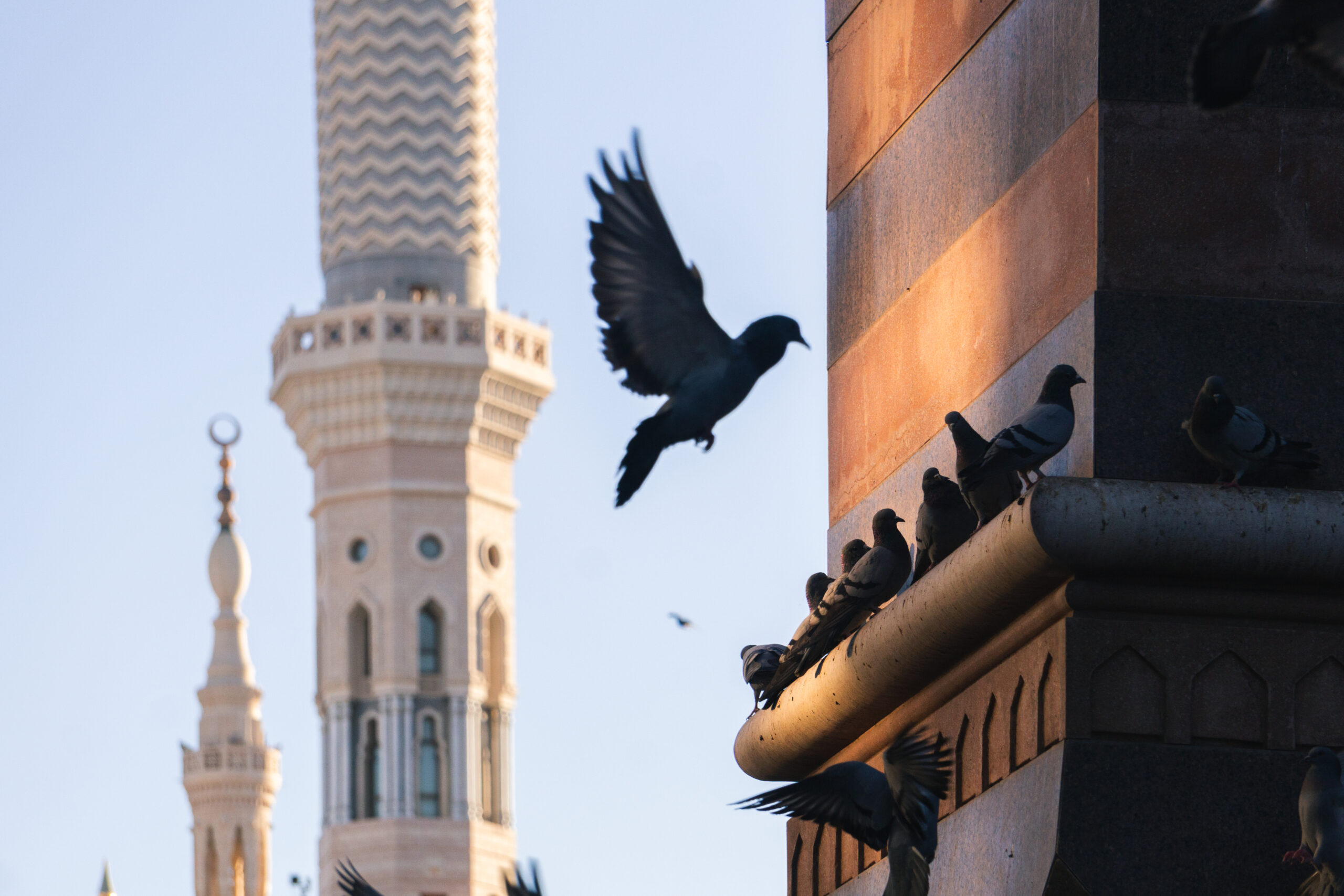 Pigeons flying around the mosque during the pilgrimage.